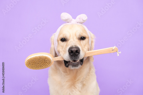 Dog at the spa with a towel on his head and a body brush. Golden Retriever sits on a purple background for beauty procedures. Pet grooming