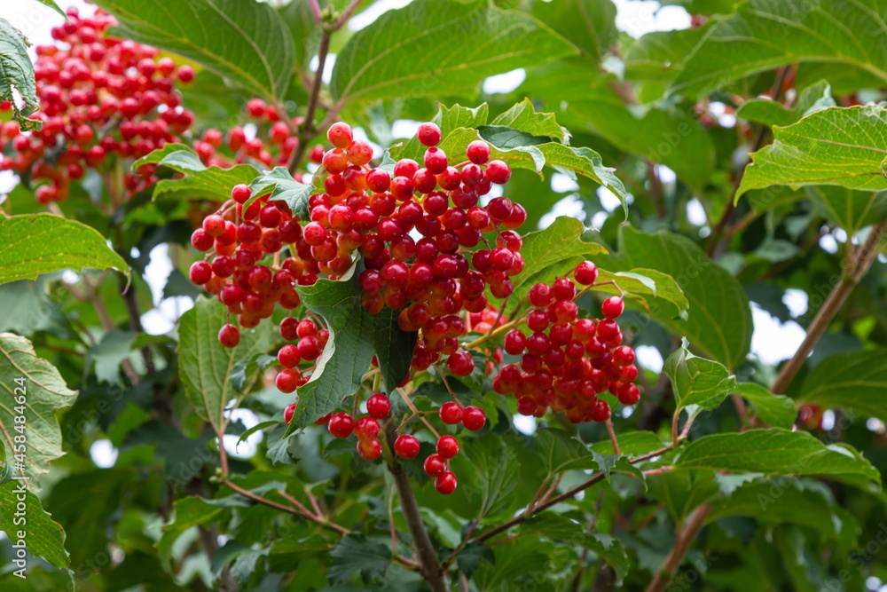 Autumn branch viburnum during the rain, falling drops. Ripe juicy red berries viburnum opulus, green leaves. Harvest, fall background Autumn branch viburnum during the rain, falling drops. Ripe juicy red berries viburnum opulus, green leaves. Harvest, fall background