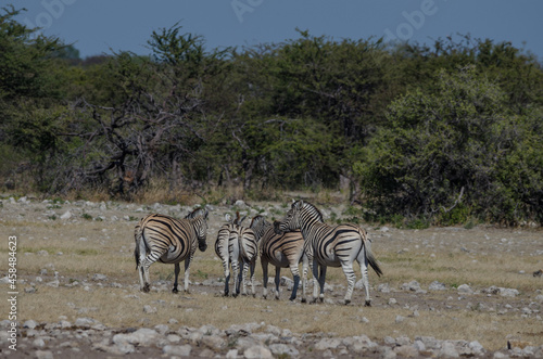 Zebra in Südafrika