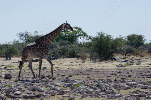 Giraffe in S  dafrika
