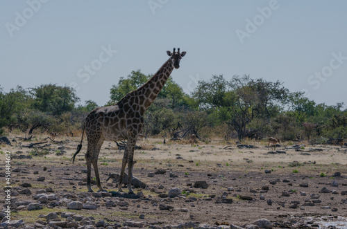 Wildtiere in S  dafrika