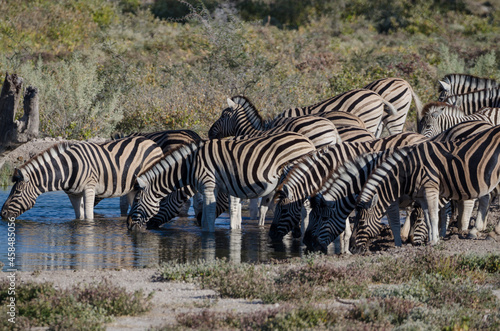 Zebra in S  dafrika