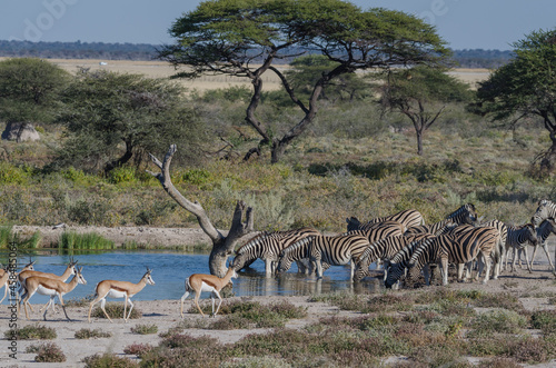 Wildtiere in S  dafrika