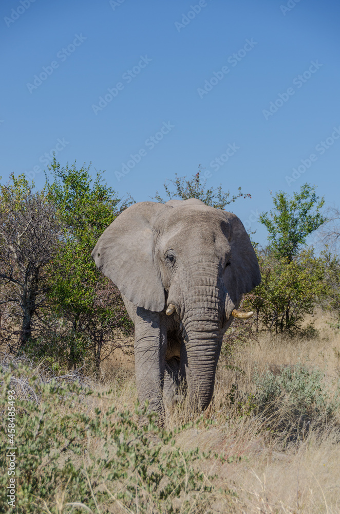 Obraz premium Wildtiere in Südafrika