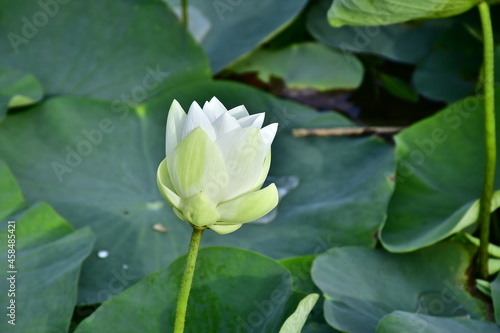 Beautiful blooming lotus flower in the pond     Beautiful blooming lotus flower in the pond  Pink Lotus  lake if lotus 