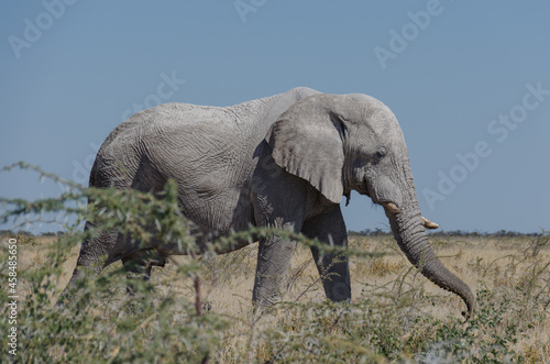 Portrait eines Elefant in S  dafrika