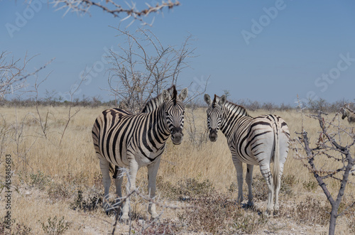 Zebra in S  dafrika