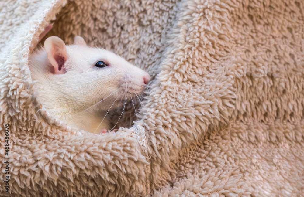 a tame white rat sits in the pocket of a jacket a tame white rat sits in the pocket of a jacket