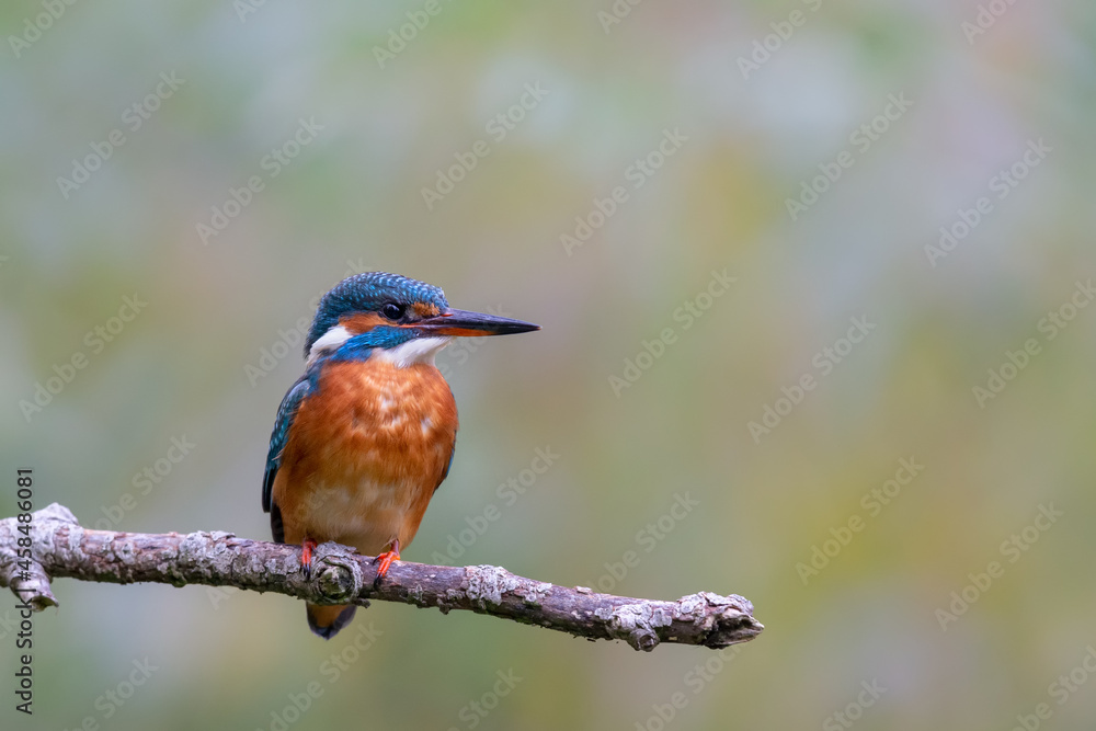 Fototapeta premium Eurasian kingfisher (Alcedo atthis) sitting on his perch in autumn.