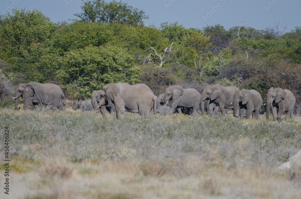Eine Herde wilder Elefanten in Etosha Südafrika Eine Herde wilder Elefanten in Etosha Südafrika