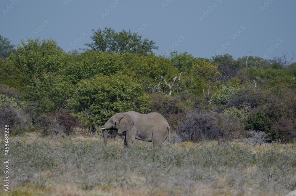 Eine Herde wilder Elefanten in Etosha Südafrika