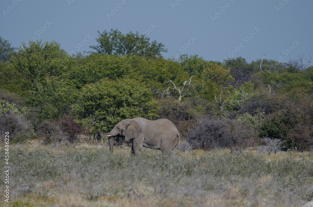 Fototapeta premium Eine Herde wilder Elefanten in Etosha Südafrika