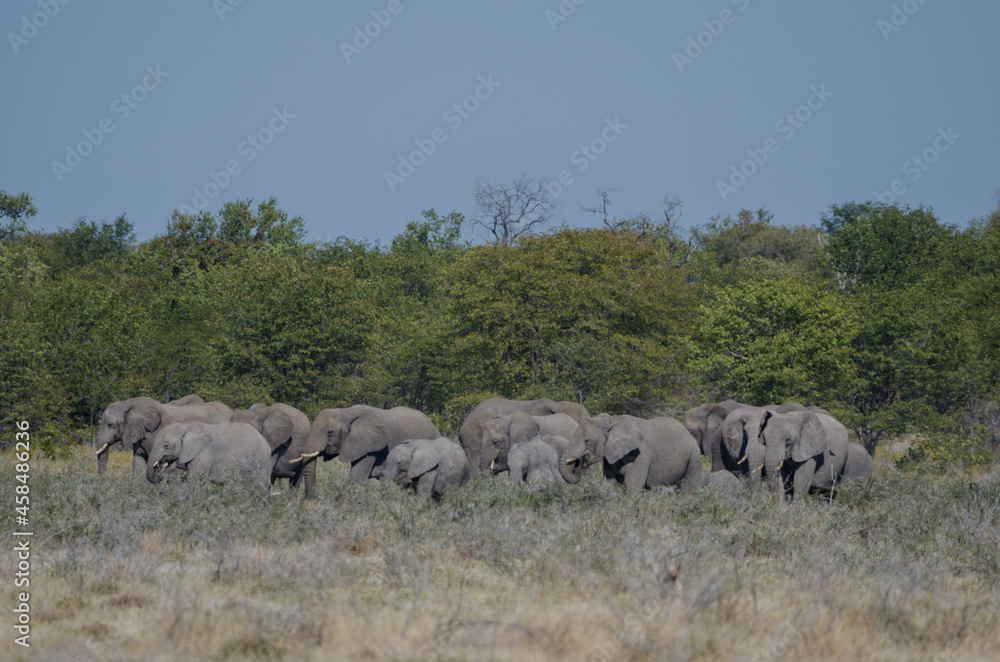 Fototapeta premium Eine Herde Elefanten in Etosha Südafrika