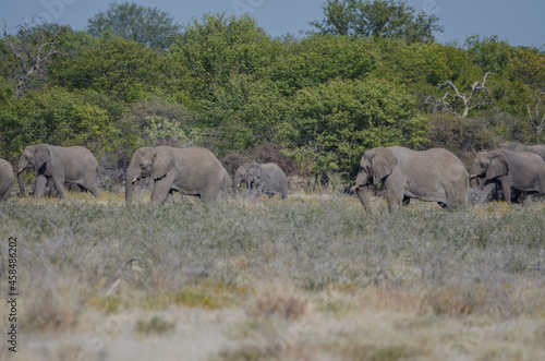 Eine Herde wilder Elefanten in Etosha Südafrika