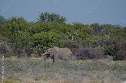 Eine Herde wilder Elefanten in Etosha S  dafrika