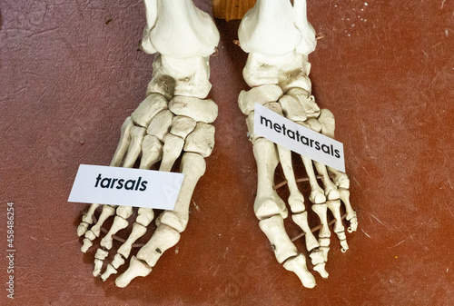Tarsals and metatarsals shown on a skeleton photo