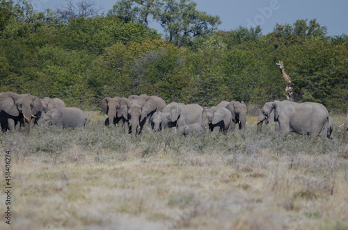 Eine Herde Elefanten in Etosha S  dafrika
