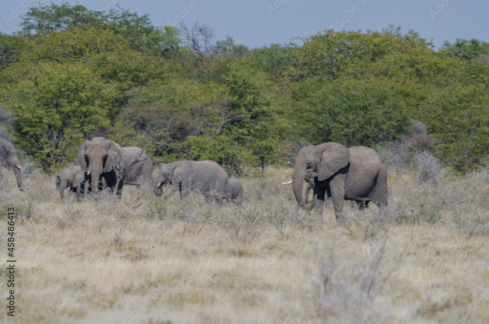 Eine Herde Elefanten in Etosha Südafrika