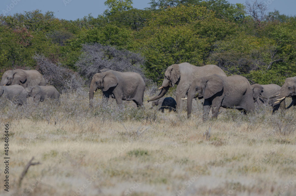 Eine Herde Elefanten in Etosha Südafrika Eine Herde Elefanten in Etosha Südafrika