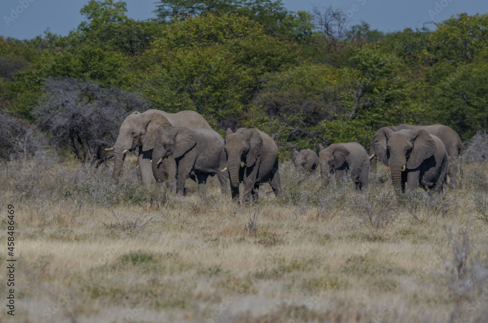 Eine Herde Elefanten in Etosha Südafrika Eine Herde Elefanten in Etosha Südafrika