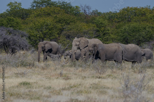 Eine Herde Elefanten in Etosha Südafrika