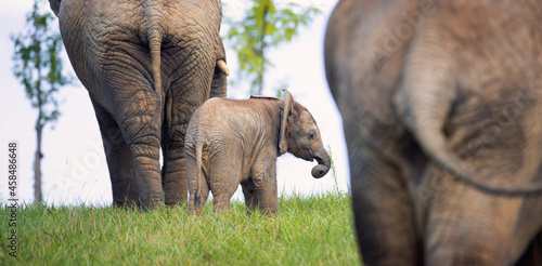 A young African elephant is safe with his parents. photo