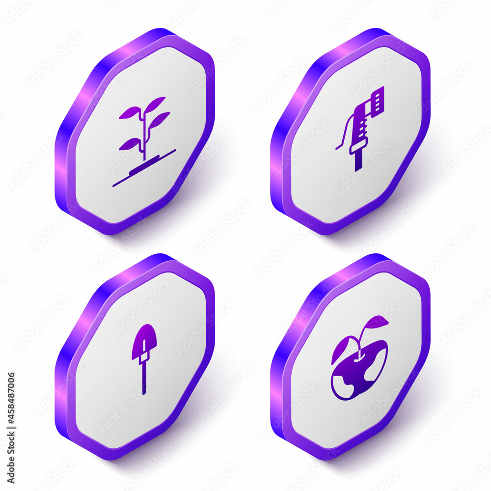 Set Isometric Sprout, Garden hose, Shovel and Apple icon. Purple hexagon button. Vector Set Isometric Sprout, Garden hose, Shovel and Apple icon. Purple hexagon button. Vector