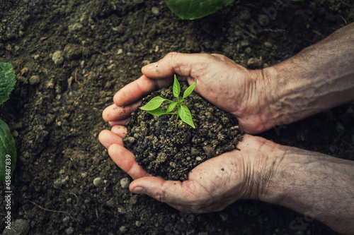 Foto Gardener hands holding fertile soil with grown green seedling