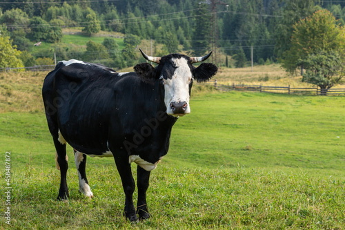 cows graze on the green grass of the mountain slope
