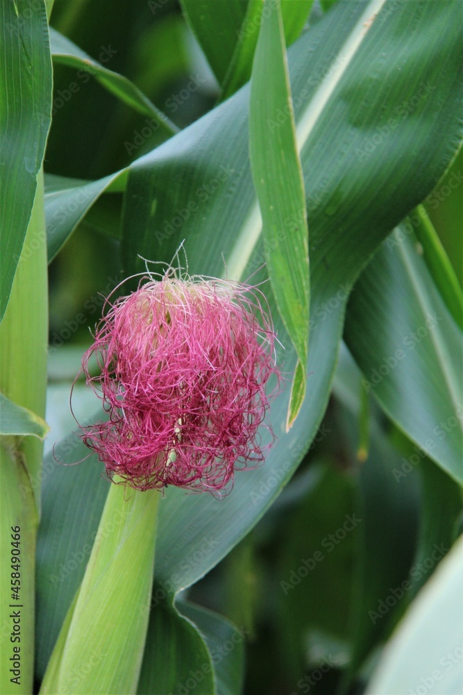 Obraz premium Blooming maize (Zea mays) in the field. Inflorescence of male flowers. Close-up. 