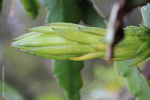 Dragon fruit bud on tree isolated in a plantation.
