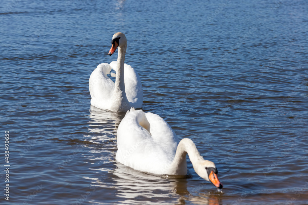 Obraz premium white swans living on the lake near the city