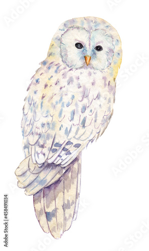 watercolor drawing of a night bird - long-tailed owl