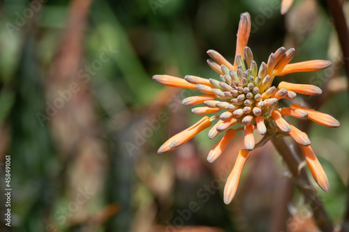 Aloe, Aloe Leptophylla y Aloe Saponaria. aloe maculata plant about to flower. succulent aloe plant. It is endemic to South Africa, although as an ornamental plant it is cultivated in many countries.  photo