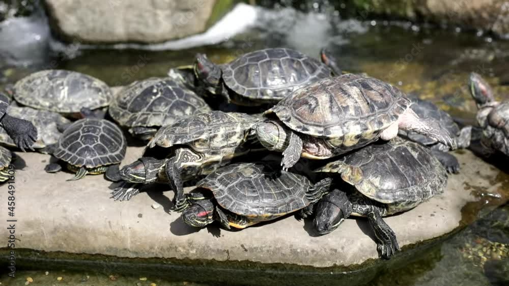 Many turtles sit on the rock. Turtles in the park. Animals bask in the sun. Many turtles sit on the rock. Turtles in the park. Animals bask in the sun.