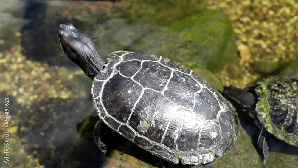 The turtle climbed onto the turtles. An animal in the zoo. Sea turtle in the park.