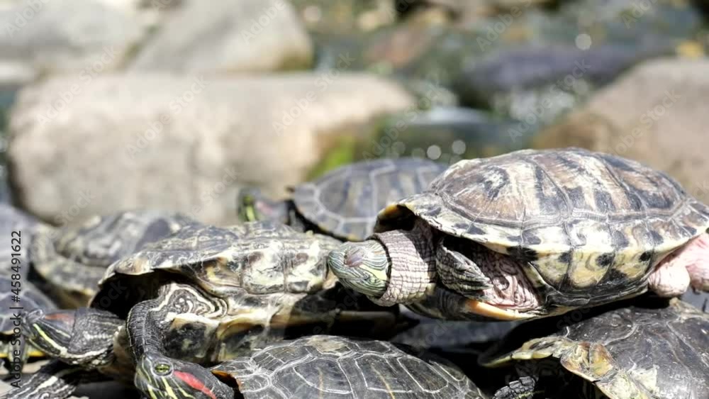 Lots of turtles on the rock. Turtles in the summer in the park. Waterfowl bask in the sun. Pets in the reserve.