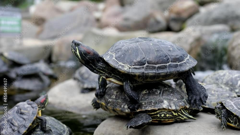 The turtle climbed onto the turtles. An animal in the zoo. Sea turtle in the park. The turtle climbed onto the turtles. An animal in the zoo. Sea turtle in the park.