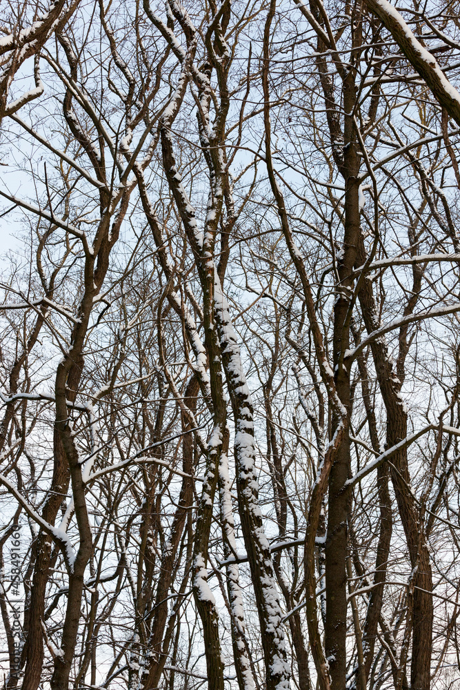 different breeds of deciduous trees without foliage different breeds of deciduous trees without foliage