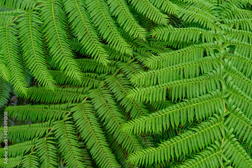 Green fern leaves. Background closeup ferns