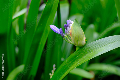 Purple blooming flower