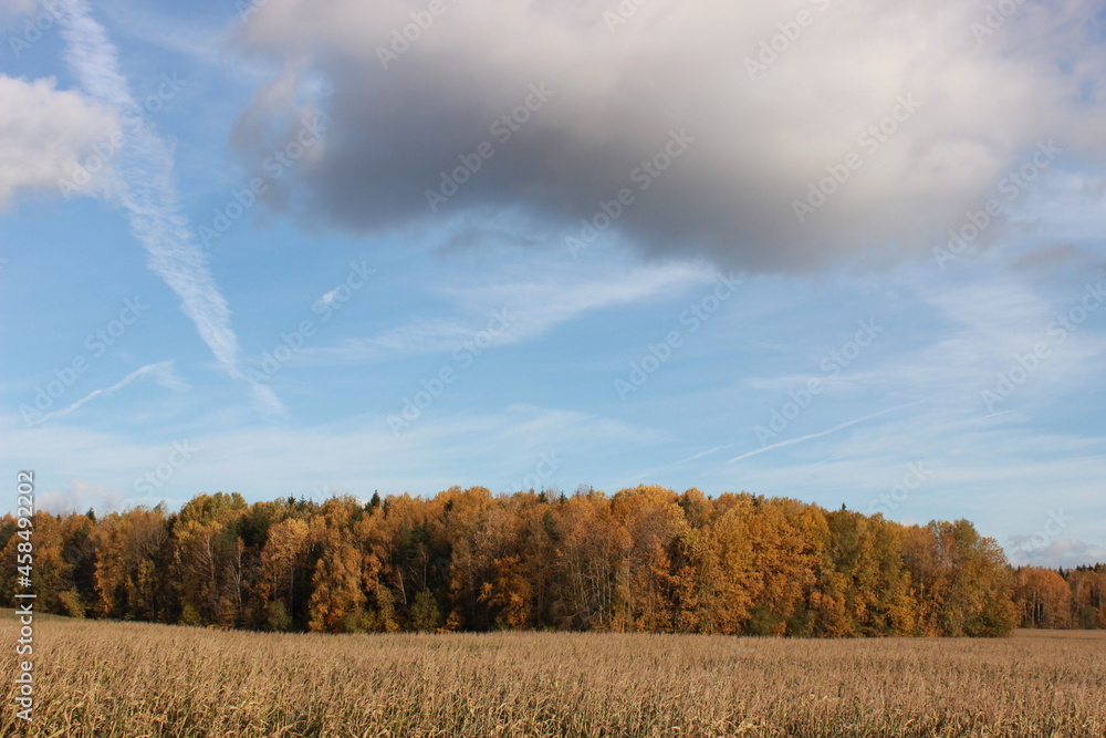 Autumn trees, maple leaves on a blue sky background, autumn landscape. Autumn trees, maple leaves on a blue sky background, autumn landscape.