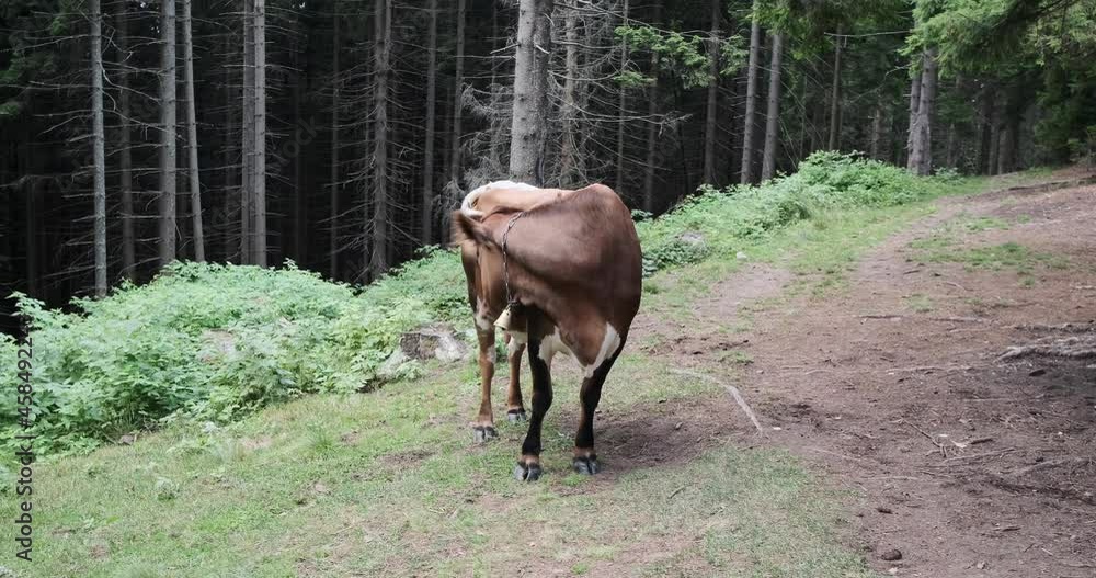 Cow with bell standing on slope of hill against forest Cow with bell standing on slope of hill against forest