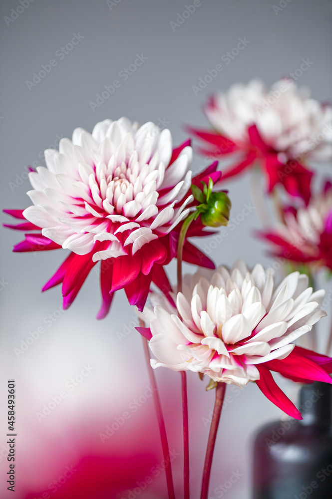 Bunch of red and white dahlias