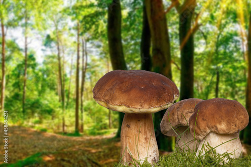 Three porcini mushroom (Boletus edulis), also known as spruce porcini mushroom, gentlemen's mushroom or noble mushroom in moss in autumn forest background. Macro.