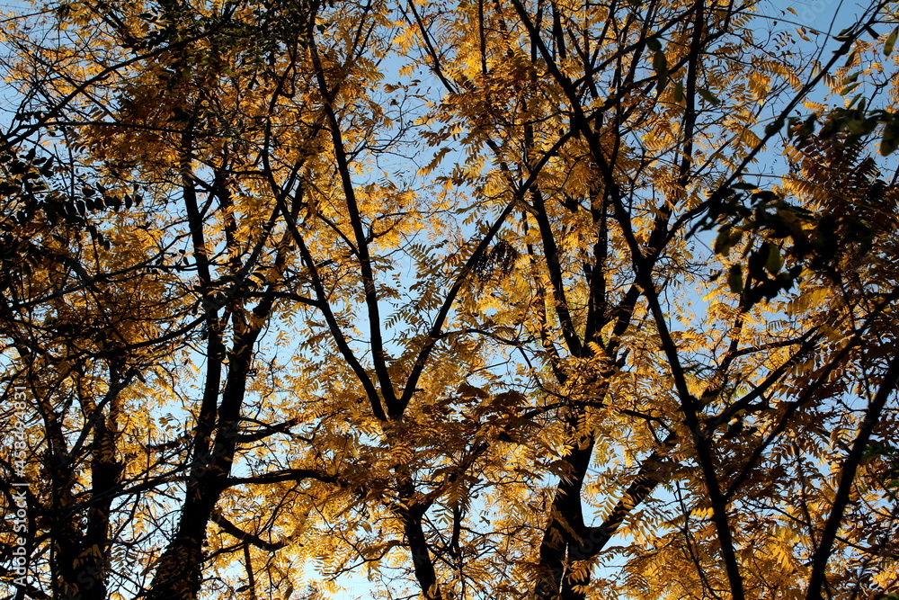 Autumn leaves Autumn leaves