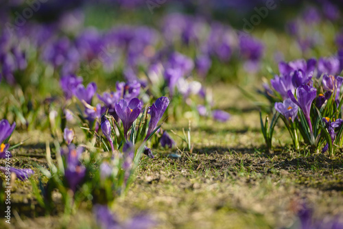 Purple crocus flowers meadow scene. Crocus meadow flowers. Purple crocus flowers. Purple crocus flower meadow. Jasne Blonia Square in Szczecin photo