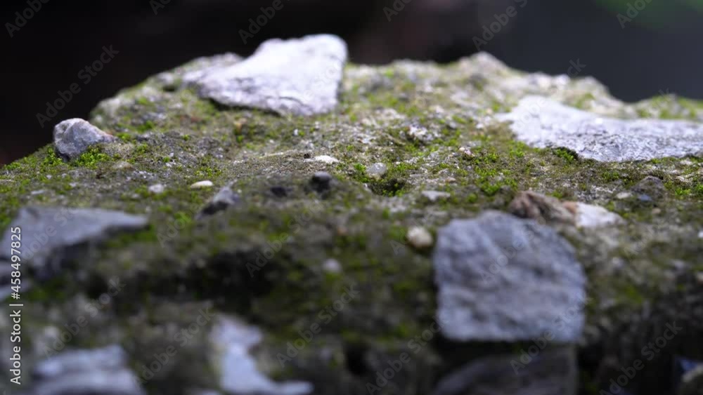 Group of Red ants walking on stone, Work ants tentacles exchange information
Group of Red ants walking on stone, Work ants tentacles exchange information