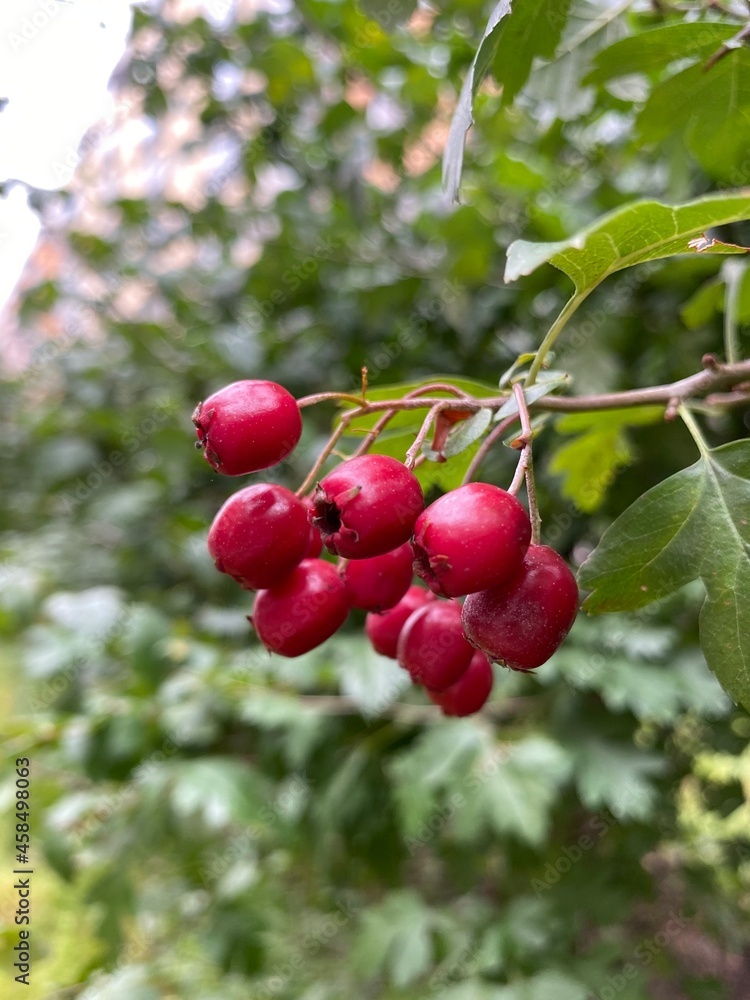 red berries on a branch red berries on a branch