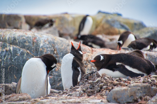 Selective focus shot of adorable penguins having rest on the rocks photo